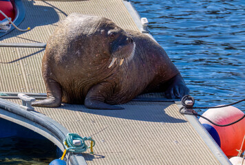 Magnus the famous young male Walrus enjoying the sunshine resting on a pontoon in the Moray coastal town of Hopeman © Sarah