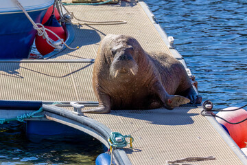 Magnus the famous young male Walrus enjoying the sunshine resting on a pontoon in the Moray coastal town of Hopeman © Sarah