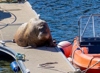 Magnus the famous young male Walrus enjoying the sunshine resting on a pontoon in the Moray coastal town of Hopeman © Sarah