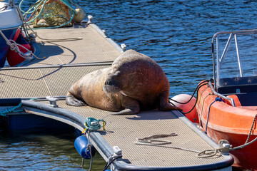 Magnus the famous young male Walrus enjoying the sunshine resting on a pontoon in the Moray coastal town of Hopeman © Sarah