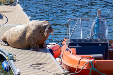 Magnus the famous young male Walrus enjoying the sunshine resting on a pontoon in the Moray coastal town of Hopeman © Sarah