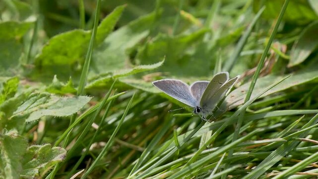 Male Small Blue Butterfly Roosting