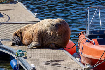 Magnus the famous young male Walrus enjoying the sunshine resting on a pontoon in the Moray coastal town of Hopeman © Sarah