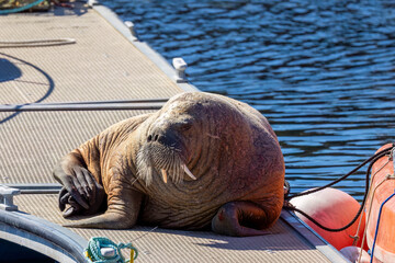 Magnus the famous young male Walrus enjoying the sunshine resting on a pontoon in the Moray coastal town of Hopeman © Sarah