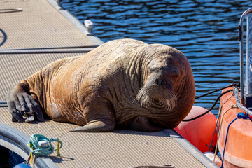 Magnus the famous young male Walrus enjoying the sunshine resting on a pontoon in the Moray coastal town of Hopeman © Sarah