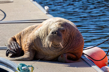 Magnus the famous young male Walrus enjoying the sunshine resting on a pontoon in the Moray coastal town of Hopeman © Sarah