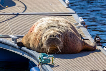 Magnus the famous young male Walrus enjoying the sunshine resting on a pontoon in the Moray coastal town of Hopeman © Sarah