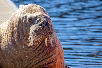 Magnus the famous young male Walrus enjoying the sunshine resting on a pontoon in the Moray coastal town of Hopeman © Sarah