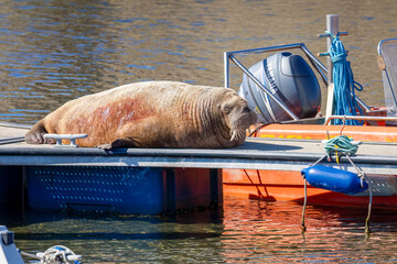 Magnus the famous young male Walrus enjoying the sunshine resting on a pontoon in the Moray coastal town of Hopeman © Sarah