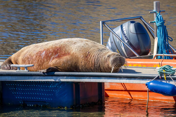 Magnus the famous young male Walrus enjoying the sunshine resting on a pontoon in the Moray coastal town of Hopeman © Sarah