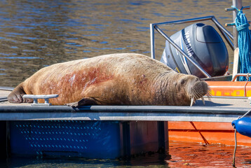 Magnus the famous young male Walrus enjoying the sunshine resting on a pontoon in the Moray coastal town of Hopeman © Sarah