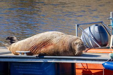 Magnus the famous young male Walrus enjoying the sunshine resting on a pontoon in the Moray coastal town of Hopeman © Sarah
