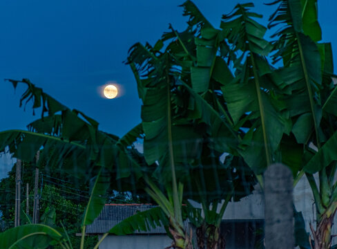 lua nova