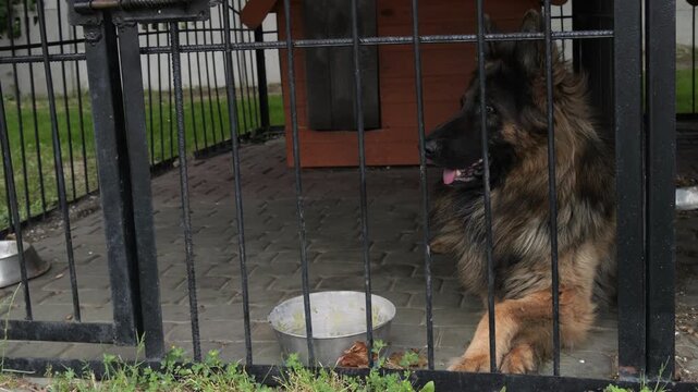 German Shepherd guard dog resting inside outdoor metal kennel