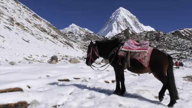 Brown horse on snowy Everest Base Camp trail in Himalayas, Nepal