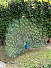 Obraz premium peacock in the park
