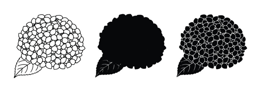 Hydrangea Flower Icons, Vector Set, Line Art and Silhouette Styles, Botanical Elements for Design