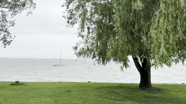Scenic view of a weeping willow tree by a lake with a sailboat anchored under a cloudy sky
