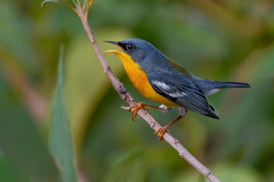 Tropical Parula on a branch