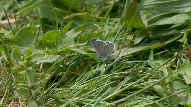 Male Small Blue Butterfly Roosting