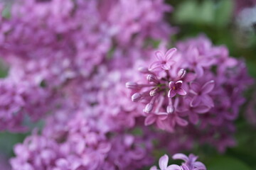 Obraz premium lilac bush, purple lilac cluster, syringa vulgaris, blooming lilac, spring flowering shrub, lilac inflorescence, dense purple flowers, floral texture background