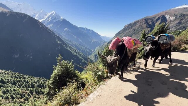 Pack yaks carrying supplies on Himalayan mountain trail in Nepal