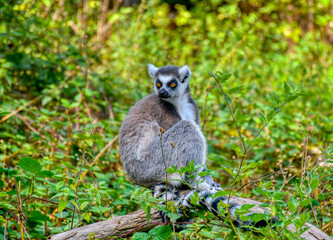 Fototapeta premium Madagascan ring‑tailed lemur 