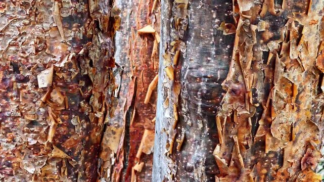 Macro Texture of Peeling Red Bark from a Tropical Chaca Tree