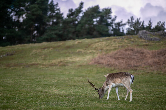 Fallow deer (Fallow deer) grazing in a green field in the UK. The mature male, or buck, is identifiable by its distinctive palmate antlers resembling flattened hands. Scene captures wild deer