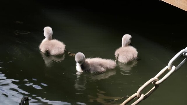 Three gray cygnet swan chicks swimming in dark canal water