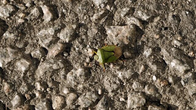 The bug turns over on its back onto its paws and runs away. View of the insect from above