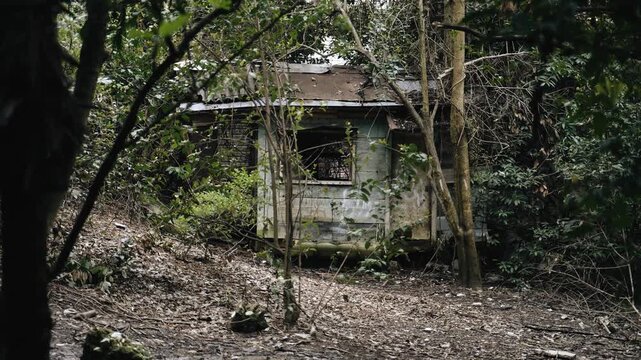 An old abandoned wooden veranda stands among the trees. The atmosphere of desolation