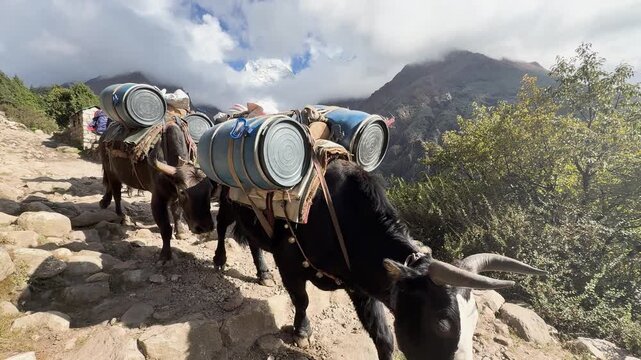 Yak caravan carrying supplies on Everest Base Camp trek in Himalayas, Nepal