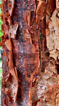 Macro Texture of Peeling Red Bark from a Tropical Chaca Tree