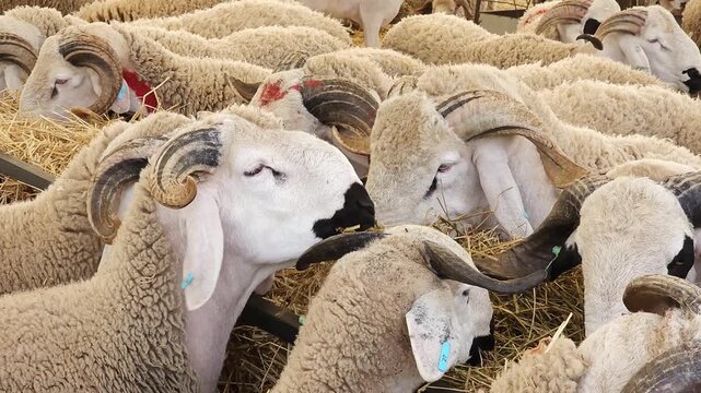 A close-up video of a group of rams and sheep crowded together in a livestock market or farm pen, standing on straw bedding. Some animals have identification ear tags. Ideal for themes of livestock fa