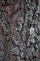 Fototapeta premium tree bark texture