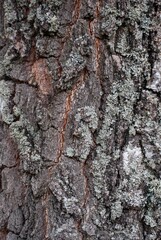Fototapeta premium bark of a tree