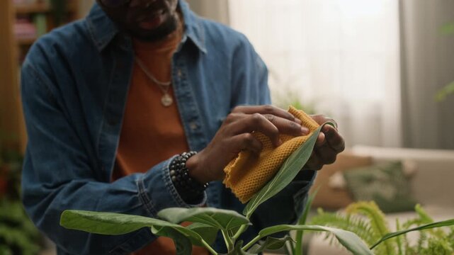 Handheld tilt up slowmo shot of young African American man in eyeglasses cleaning green leaves with cloth in modern living room in daytime, practicing indoor gardening and plant care routine
