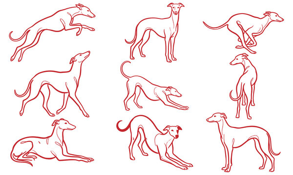 Set of greyhound dog poses, hand drawn vector illustration