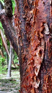 Macro Texture of Peeling Red Bark from a Tropical Chaca Tree
