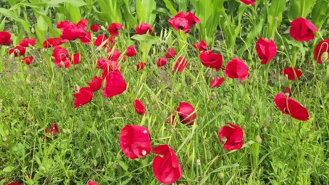 A vivid field of red corn poppies (Papaver rhoeas) blooming beside a lush green cornfield creates a colorful agricultural landscape that supports biodiversity and pollinators.
