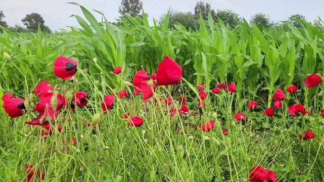 A vivid field of red corn poppies (Papaver rhoeas) blooming beside a lush green cornfield creates a colorful agricultural landscape that supports biodiversity and pollinators.