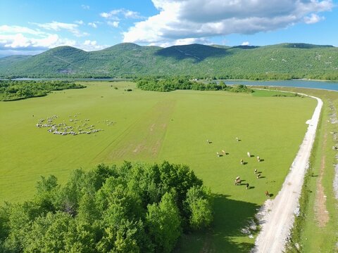 Aerial drone view of cow and sheep flock grazing on green meadow in rural landscape