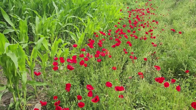 A vivid field of red corn poppies (Papaver rhoeas) blooming beside a lush green cornfield creates a colorful agricultural landscape that supports biodiversity and pollinators.