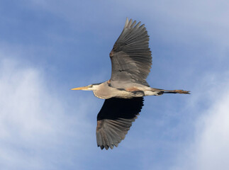 Fototapeta premium Great Blue Heron