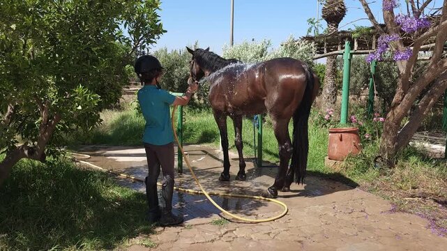 Teenage boy in riding helmet washing a brown horse with a garden hose at an outdoor equestrian stable on a sunny summer day. Caring for horse after training, equine hygiene, animal care and horseback 