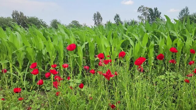 A vivid field of red corn poppies (Papaver rhoeas) blooming beside a lush green cornfield creates a colorful agricultural landscape that supports biodiversity and pollinators.