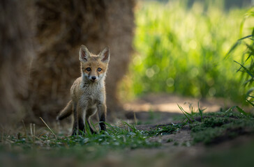Fototapeta premium Cute young red fox ( Vulpes vulpes )