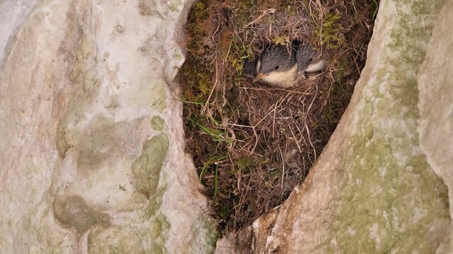 White-throated dipper feeding chicks in the nest (Cinclus cinclus). European dipper