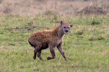 Fototapeten Hyäne Injured spotted hyena running across a grassy savannah field in the Maasai Mara National Reserve, Kenya  © htrnr